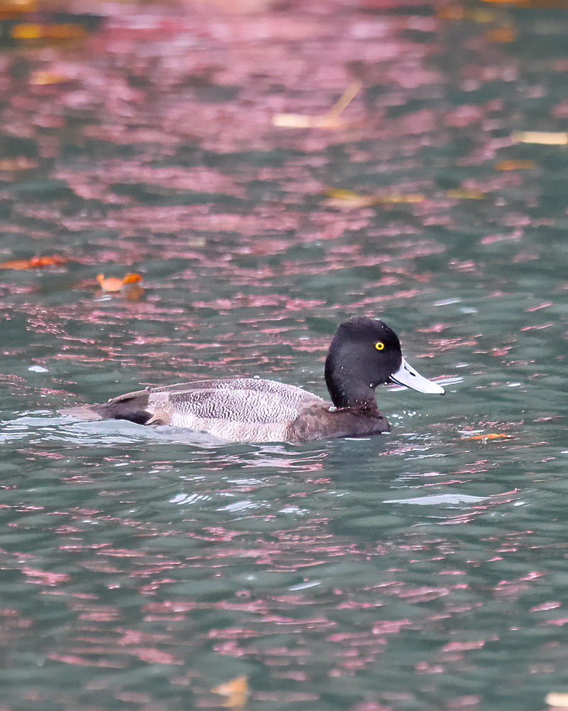 Lesser scaup